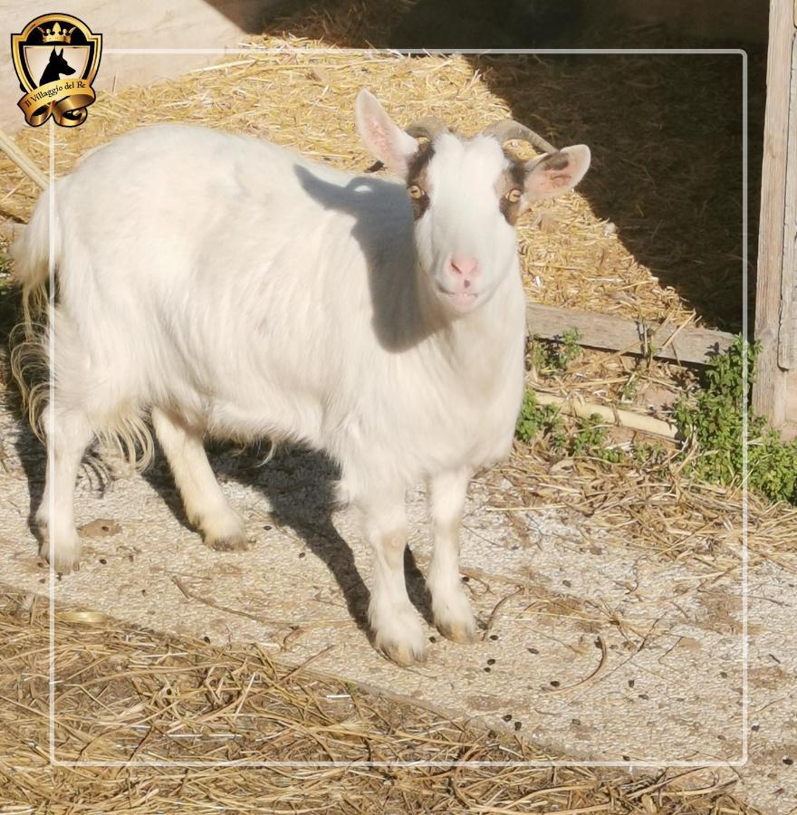 Residence Il Villaggio Del Re Corropoli المظهر الخارجي الصورة