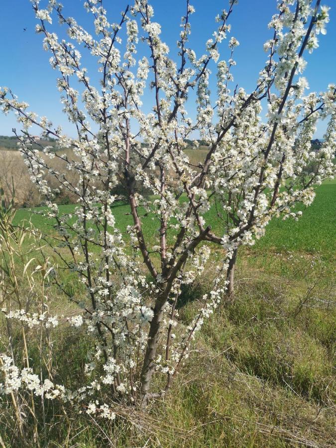 Residence Il Villaggio Del Re Corropoli المظهر الخارجي الصورة